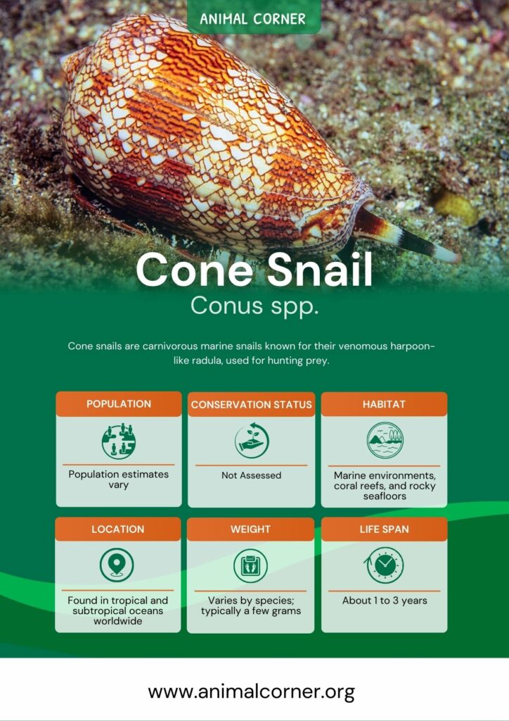 cone-snail-3