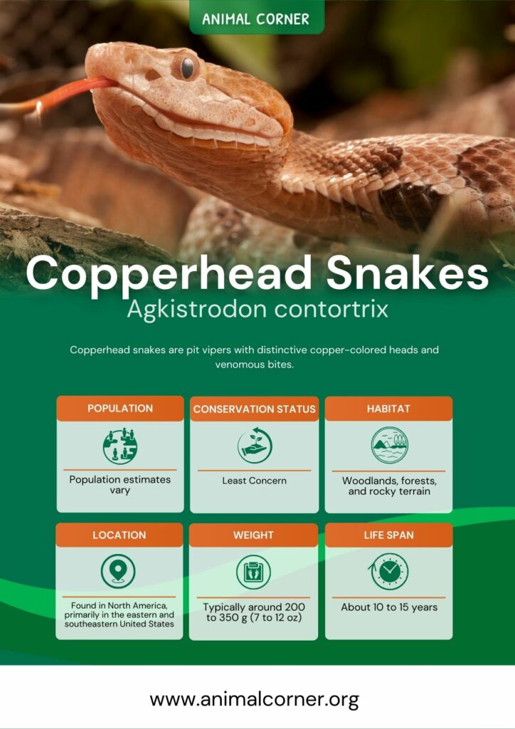 copperhead-snakes-2