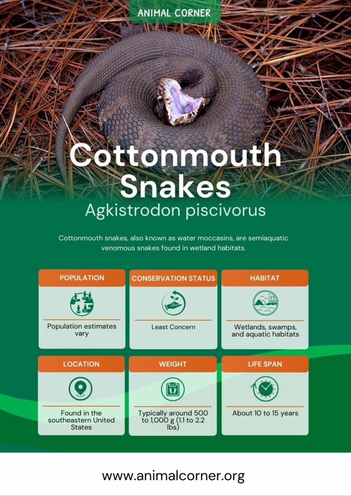cottonmouth-snakes-2