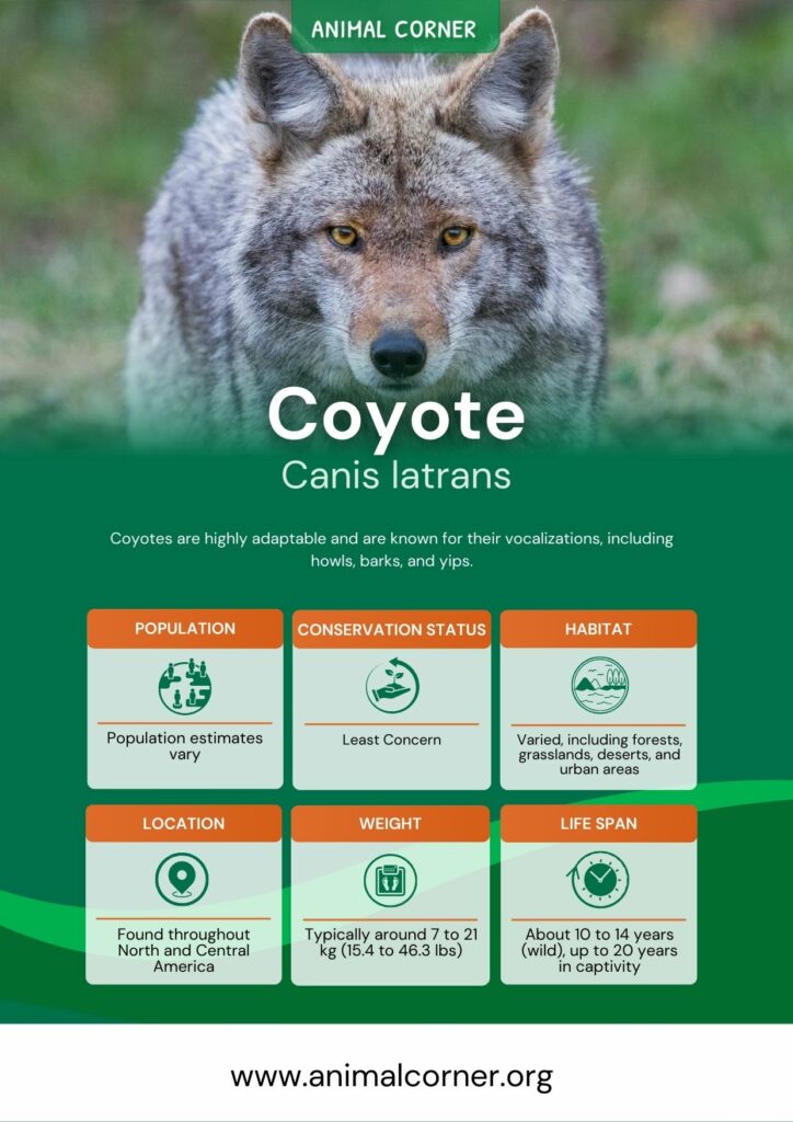 Coyote Facts (Canis latrans)
