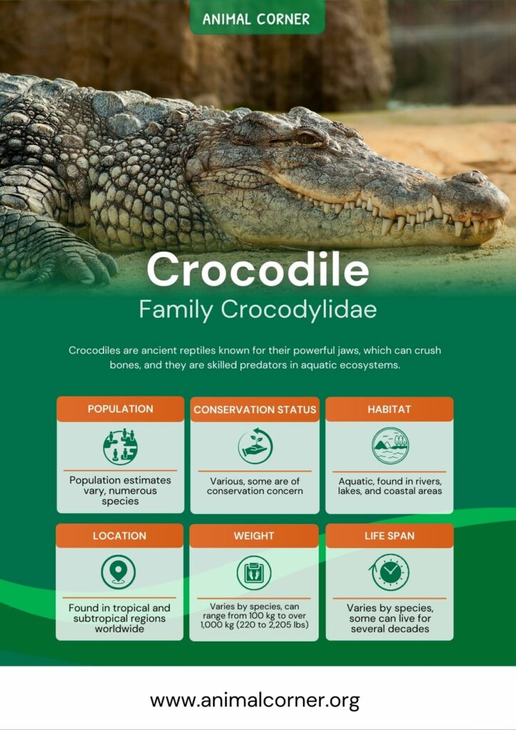 crocodile-3