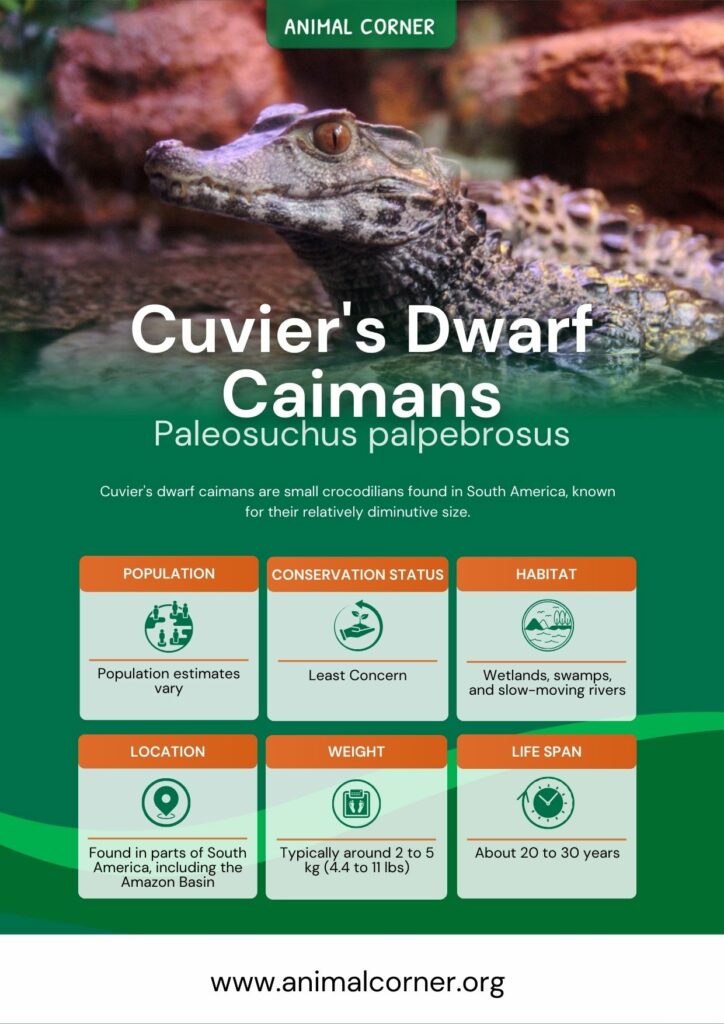 cuviers-dwarf-caimans-2