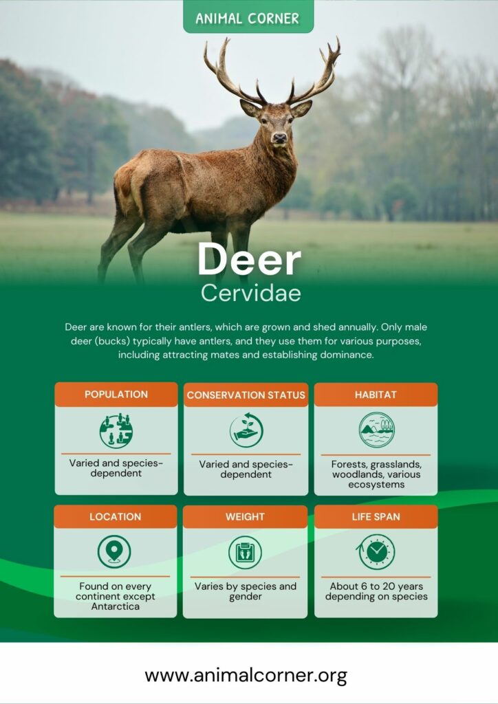 deer-3