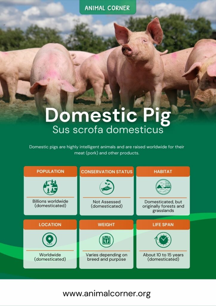 domestic-pig-3