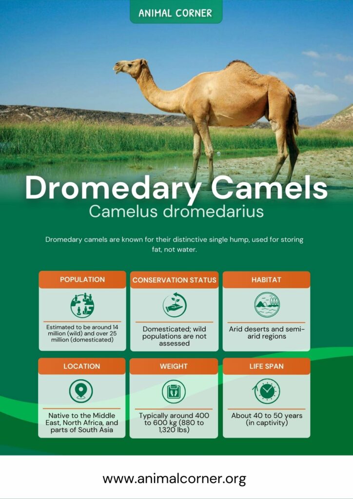 dromedary-camels-3