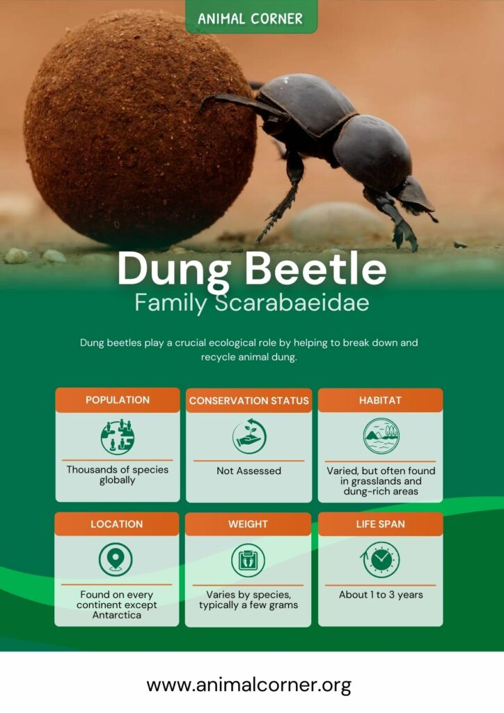 dung-beetle-4