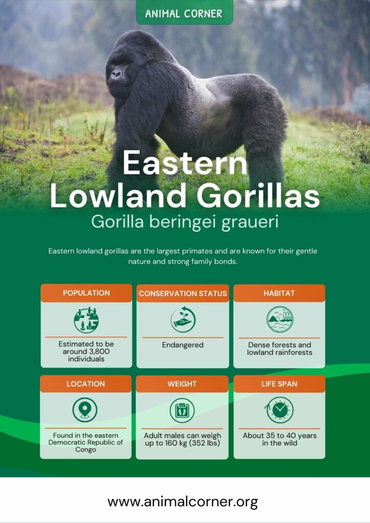 eastern-lowland-gorillas-2