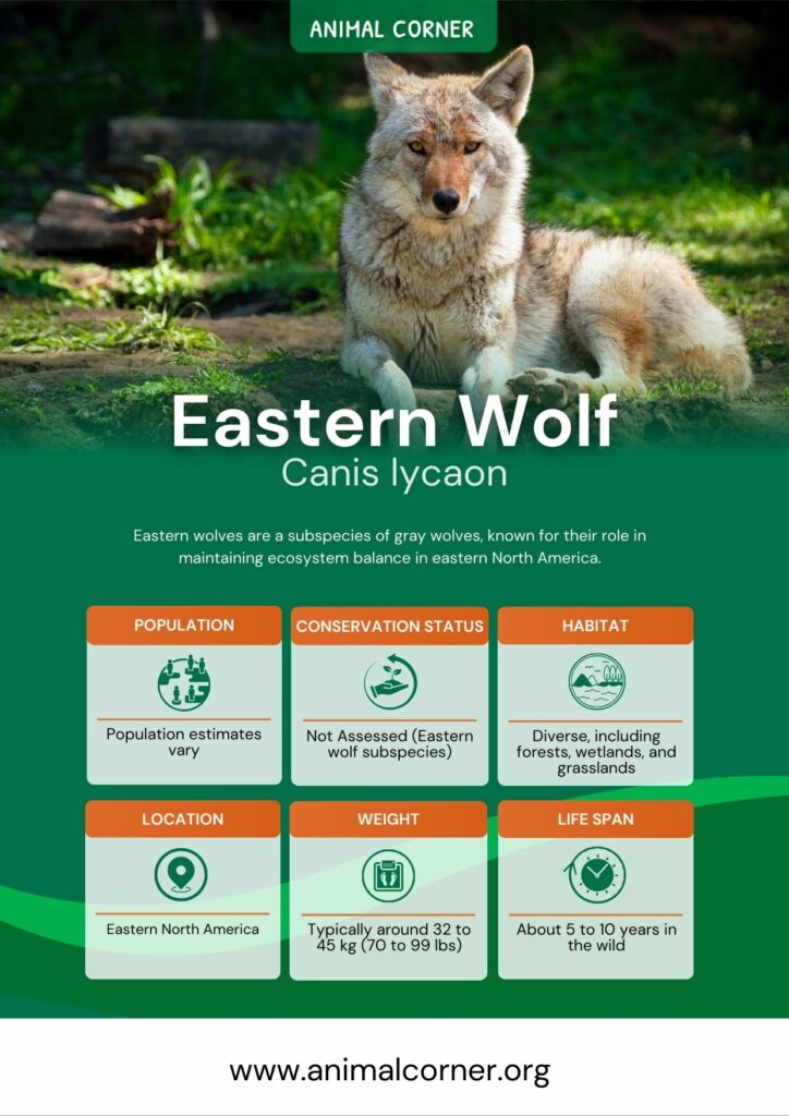 eastern-wolf-3