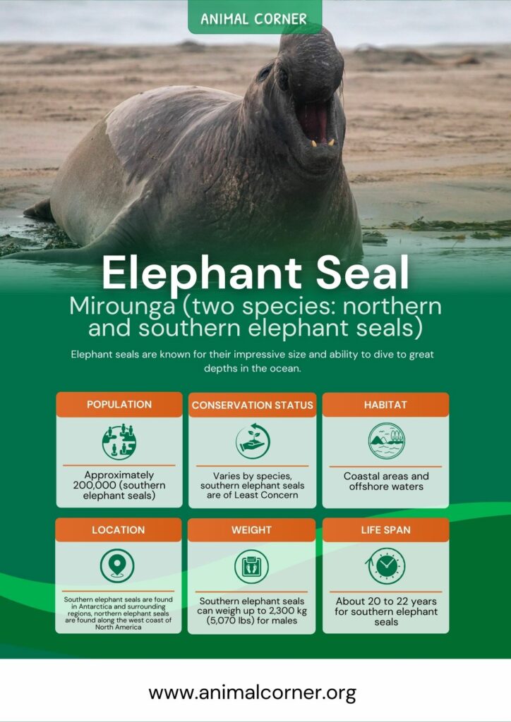 Seal Fact Sheet, Blog, Nature