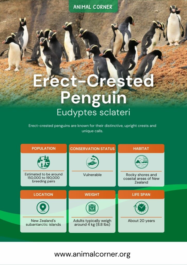 erect-crested-penguin-5
