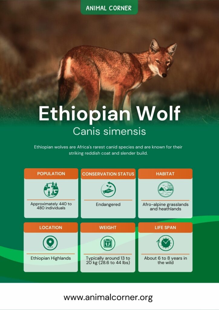 ethiopian-wolf-3