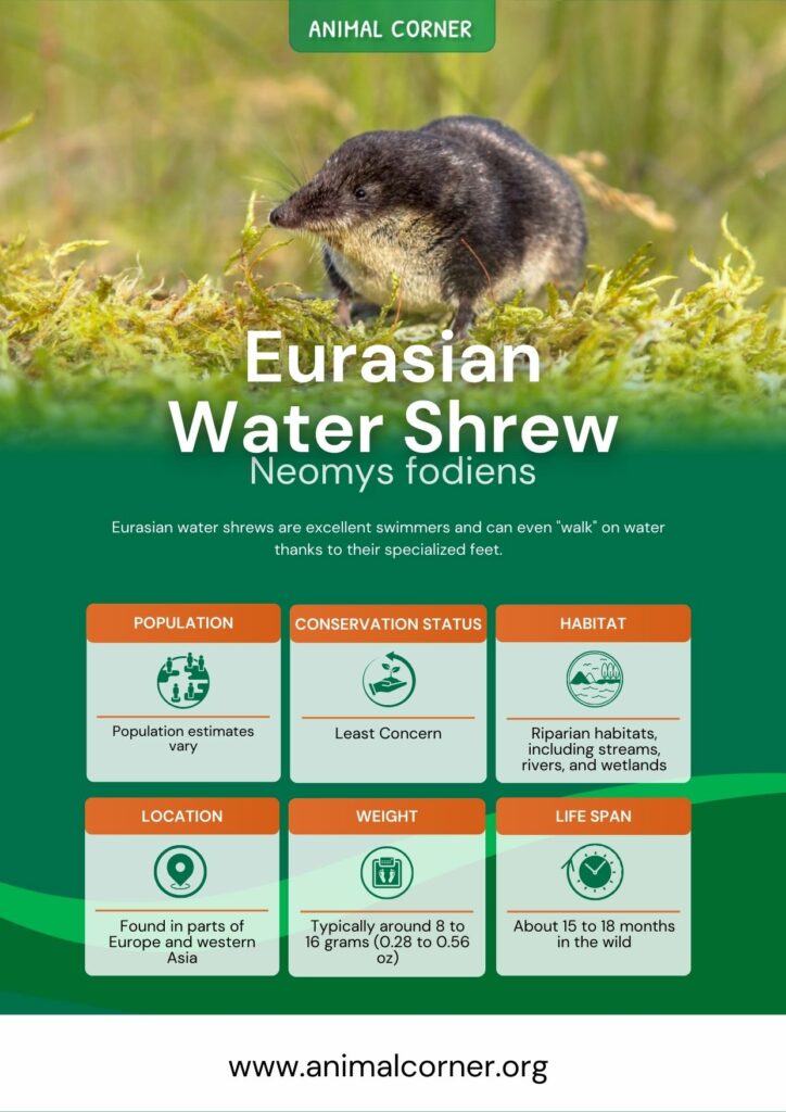 eurasian-water-shrew-3