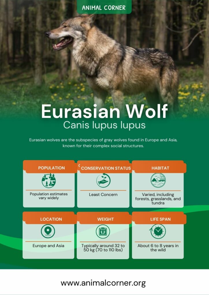 eurasian-wolf-3