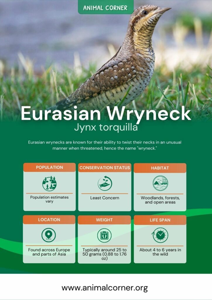 eurasian-wryneck-3