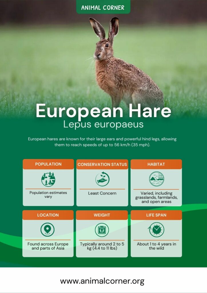 european-hare-3