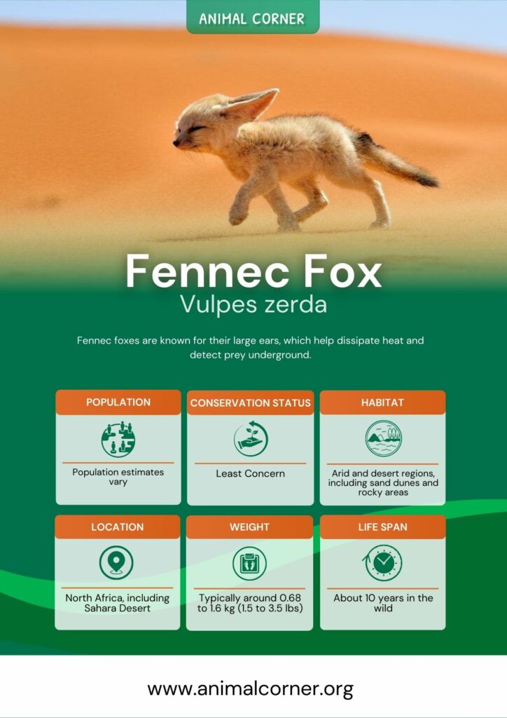fennec-fox-3