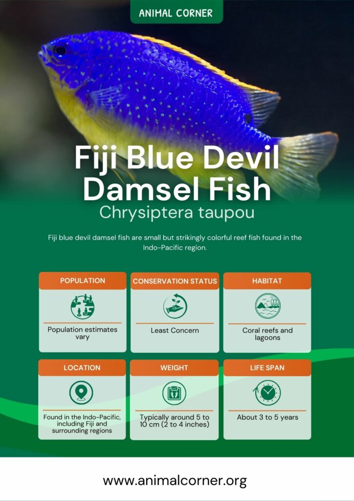 fiji-blue-devil-damsel-fish-2