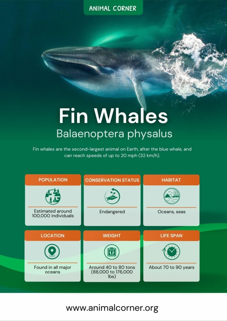 fin-whales-2
