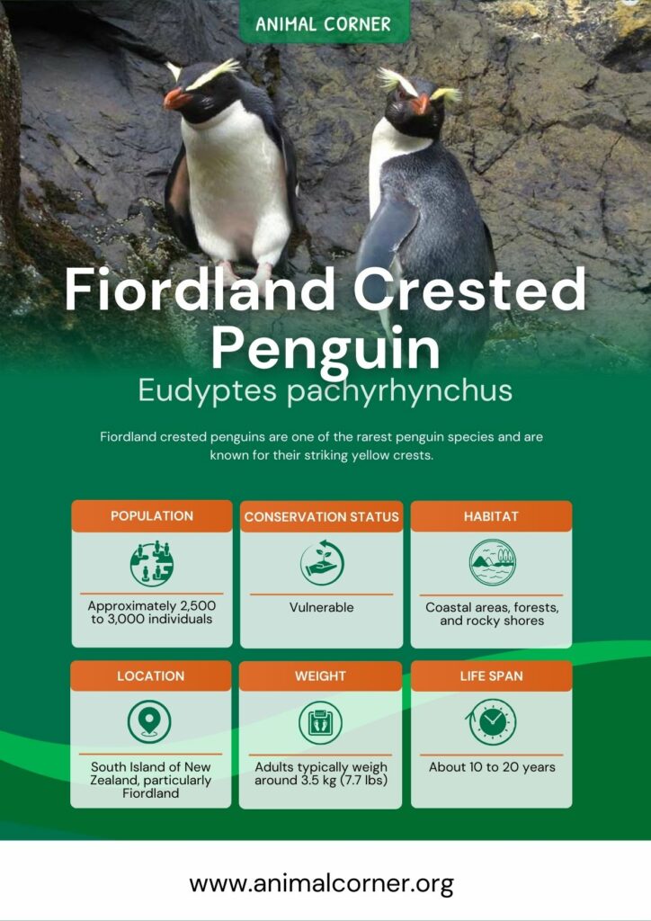 fiordland-crested-penguin-3