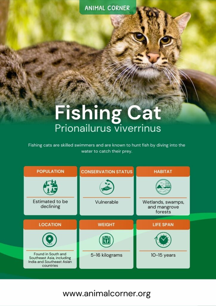 Fishing Cat - The Asian Wetlands Feline - Animal Corner