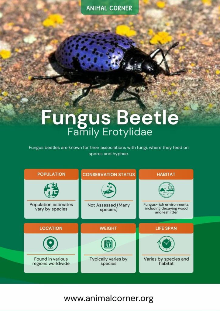 fungus-beetle-3