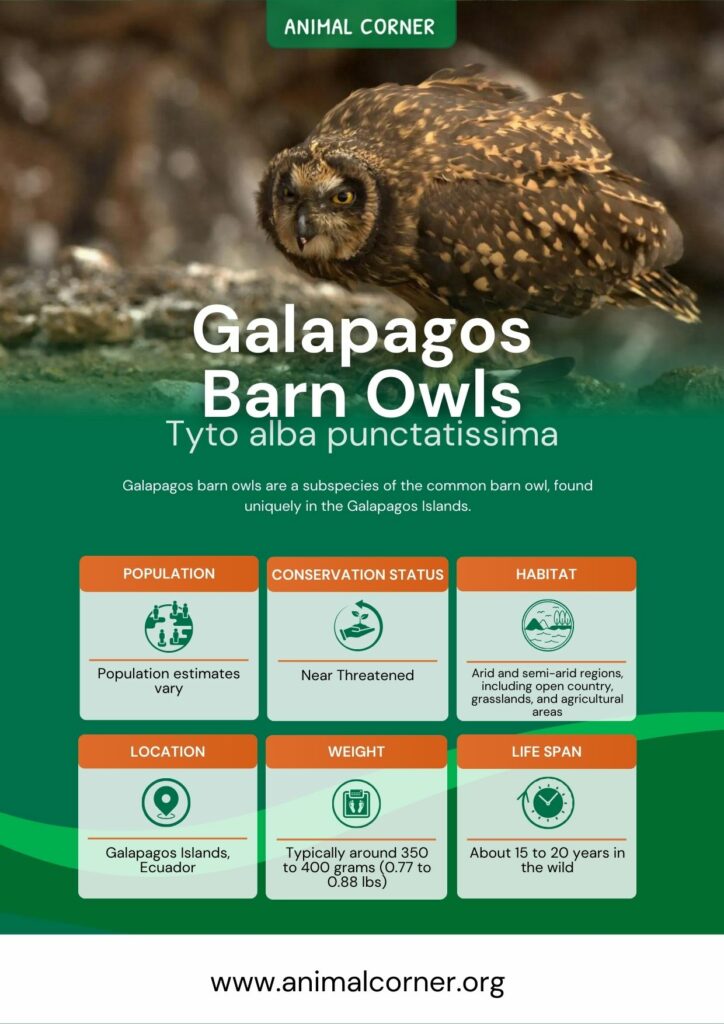 galapagos-barn-owls-2