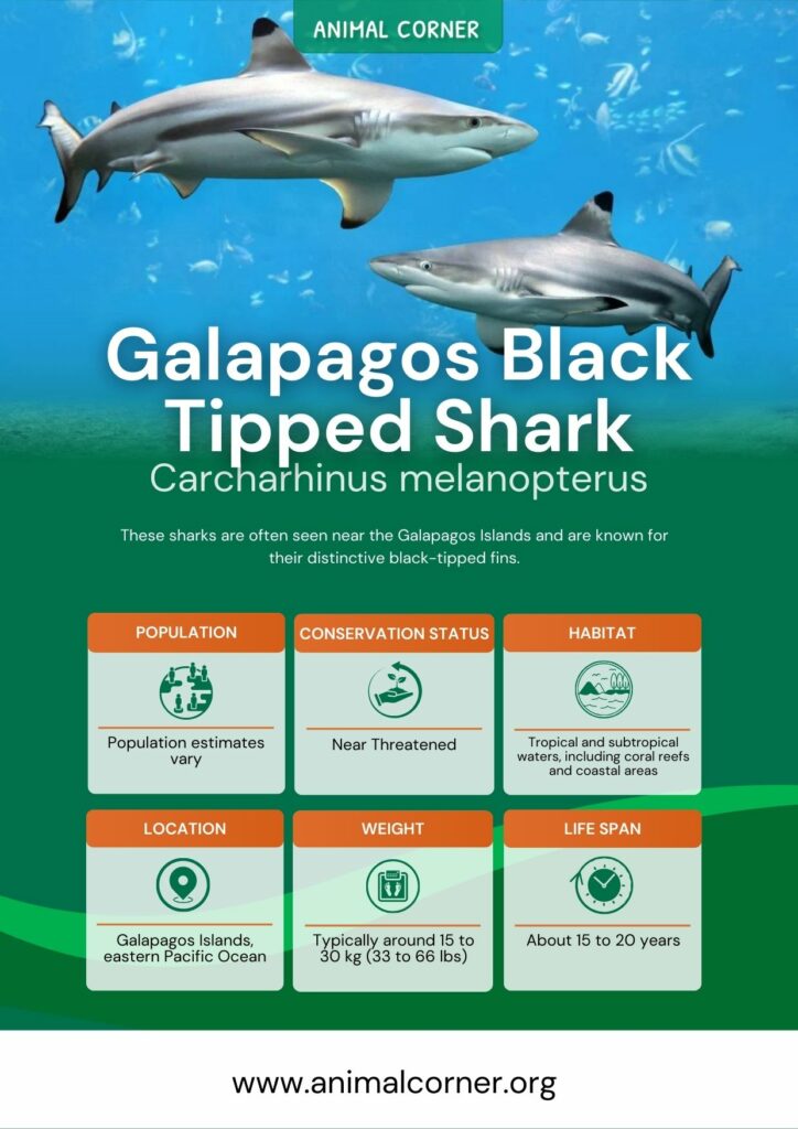 galapagos-black-tipped-shark-2