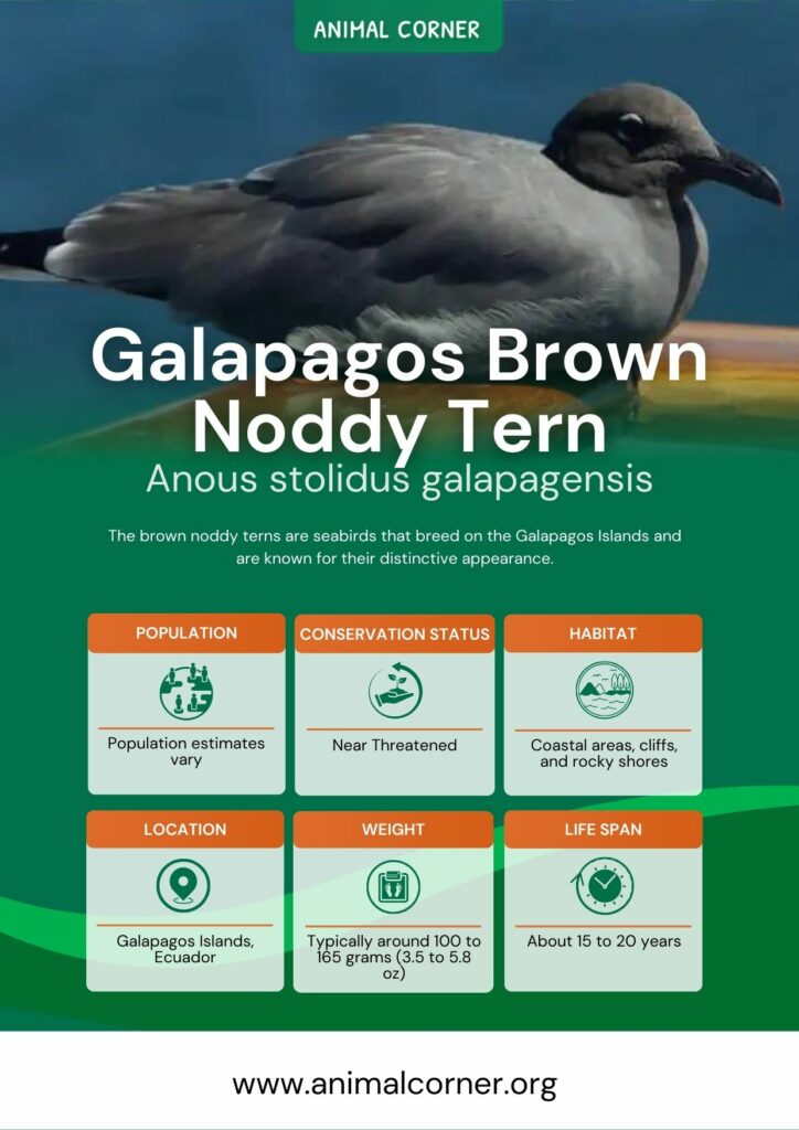 galapagos-brown-noddy-tern-2