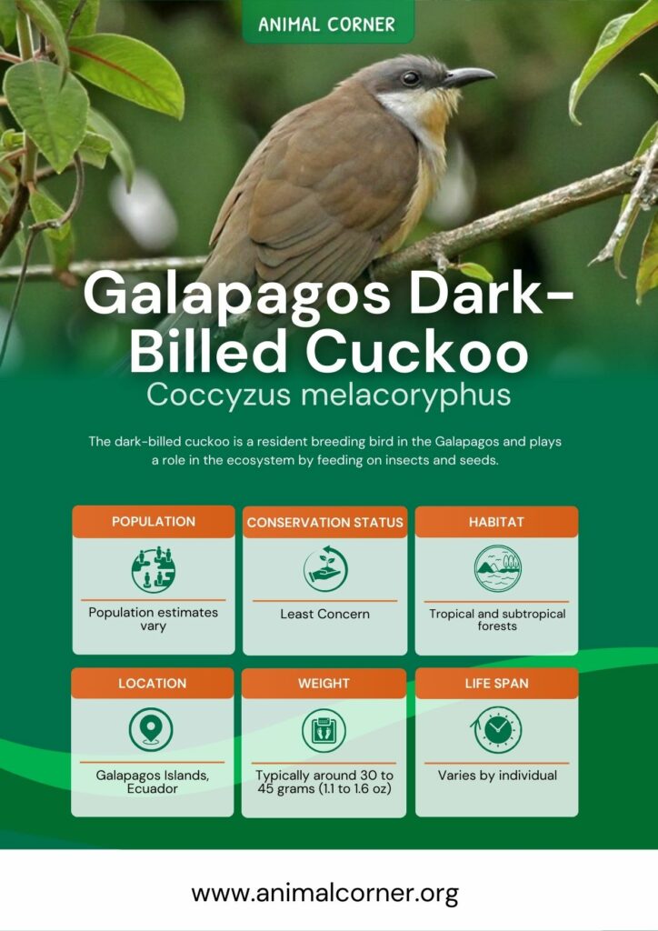 galapagos-dark-billed-cuckoo-2