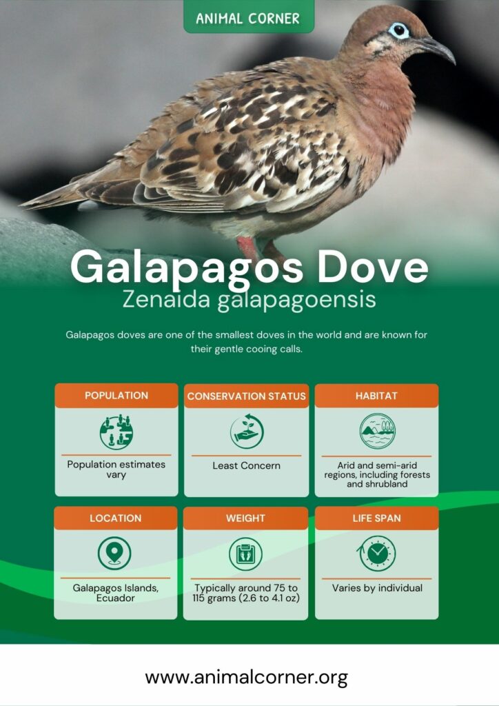 galapagos-dove-3