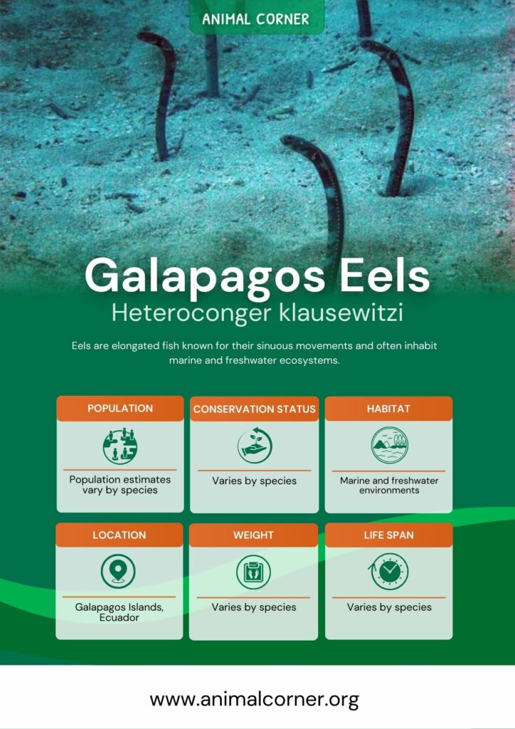 galapagos-eels-2