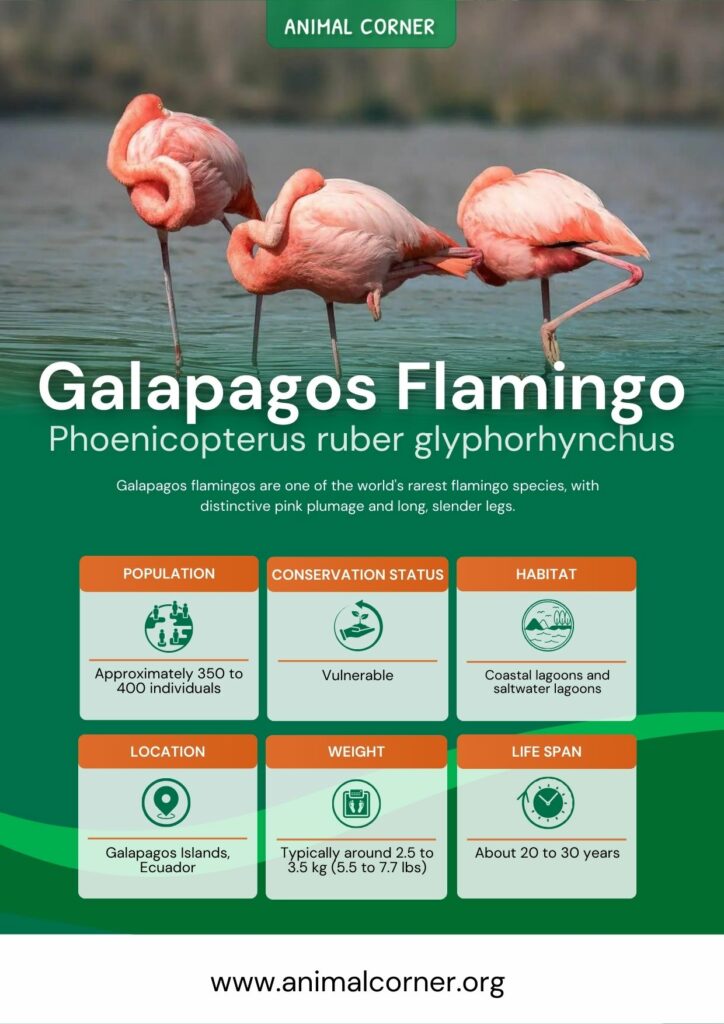galapagos-flamingo-3
