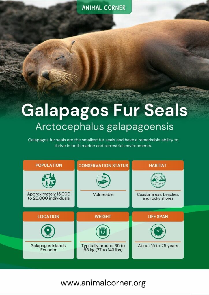 galapagos-fur-seals-2
