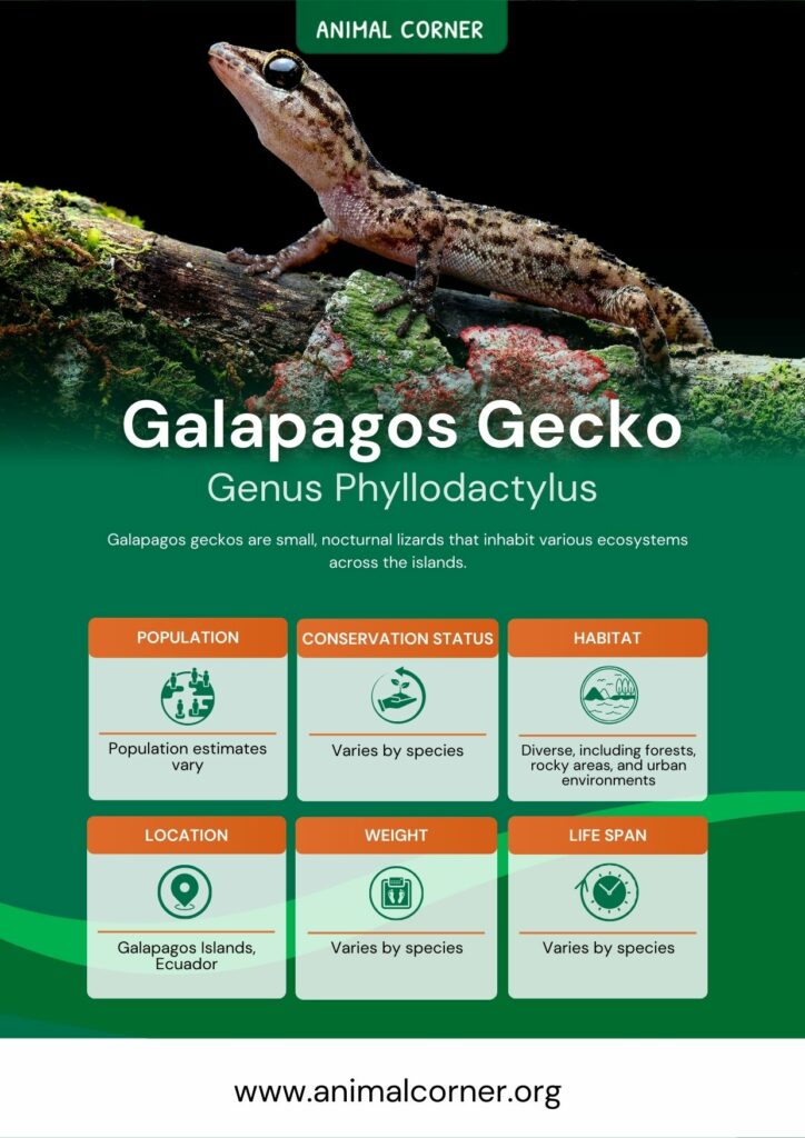 galapagos-gecko-4