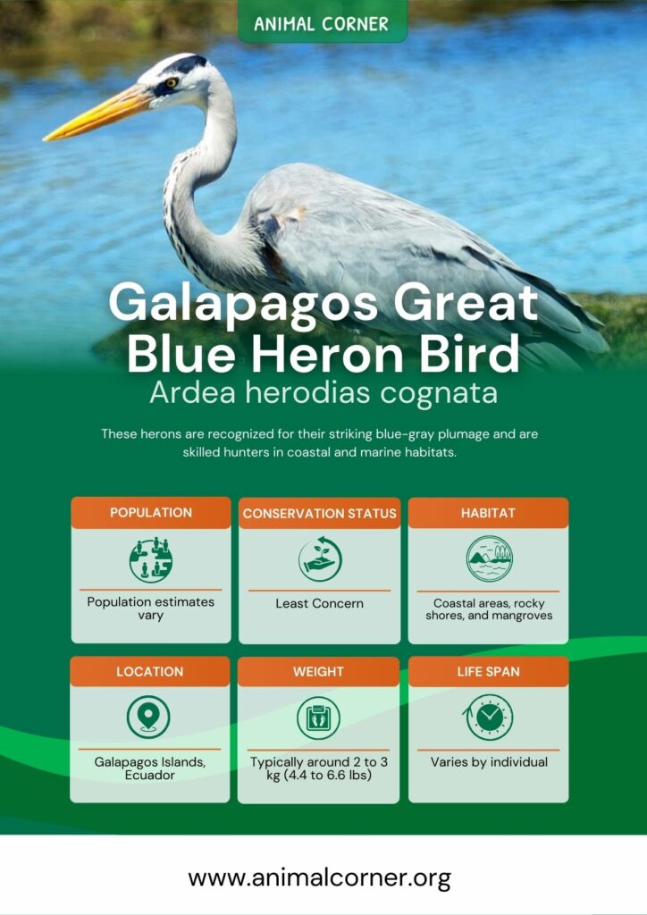 galapagos-great-blue-heron-bird-2
