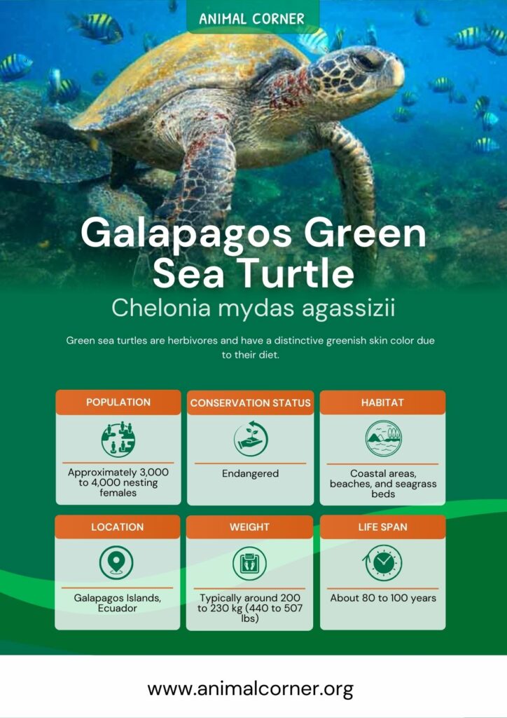 galapagos-green-sea-turtle-3