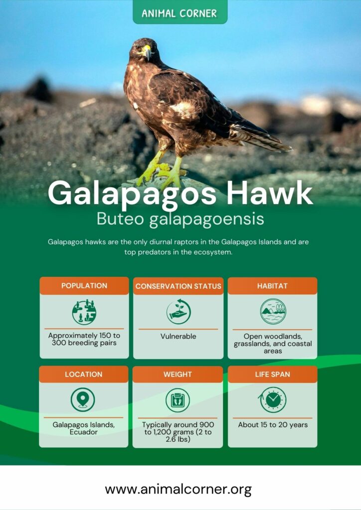 galapagos-hawk-3