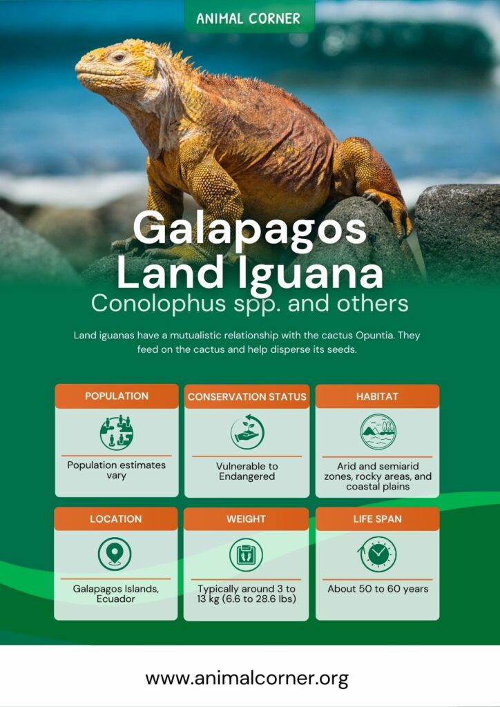 galapagos-land-iguana-3
