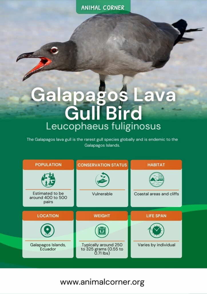 galapagos-lava-gull-bird-2