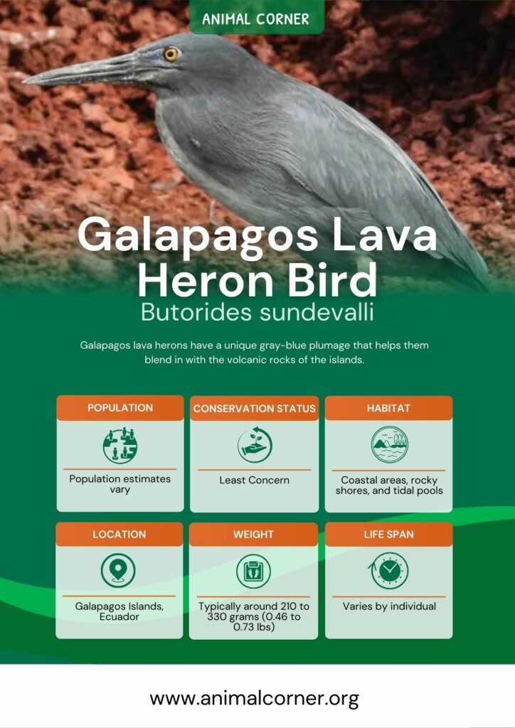galapagos-lava-heron-bird