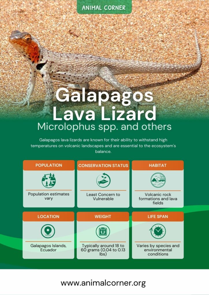 galapagos-lava-lizard-3