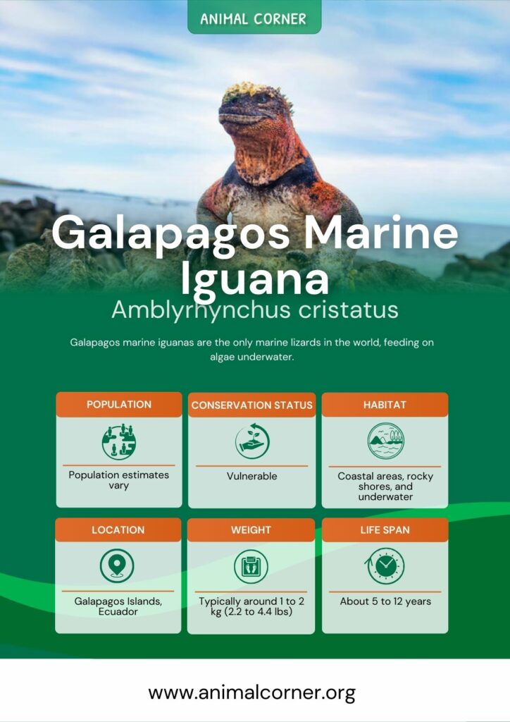 galapagos-marine-iguana-2