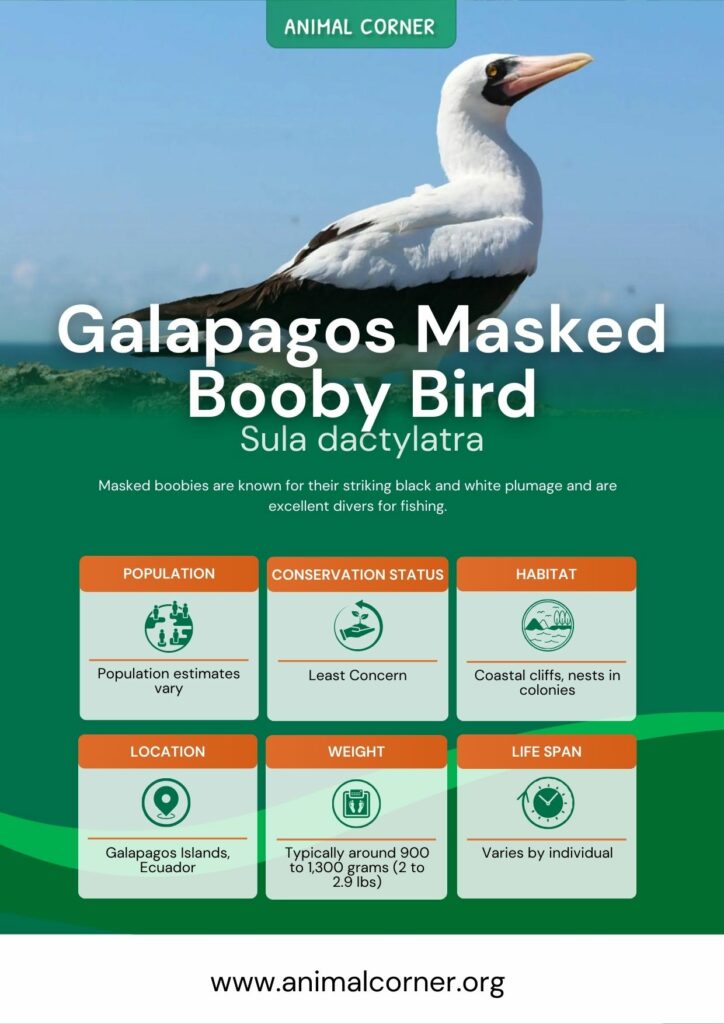 galapagos-masked-booby-bird-2