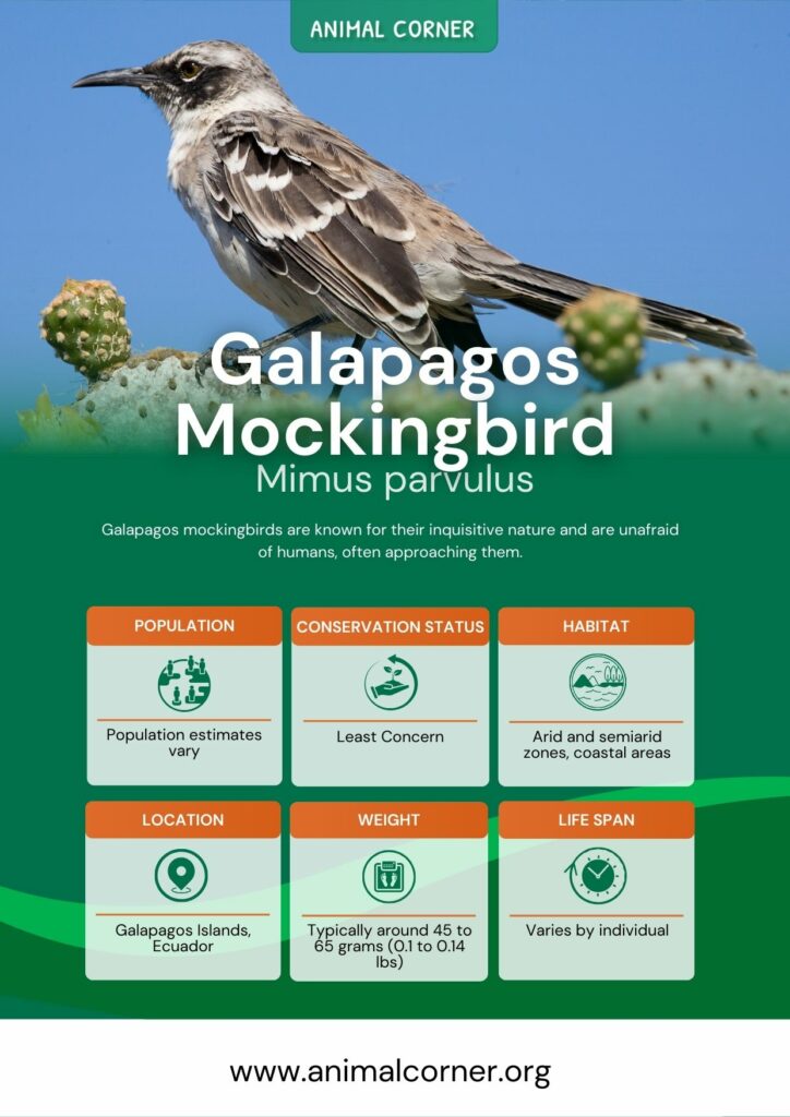 galapagos-mockingbird-3