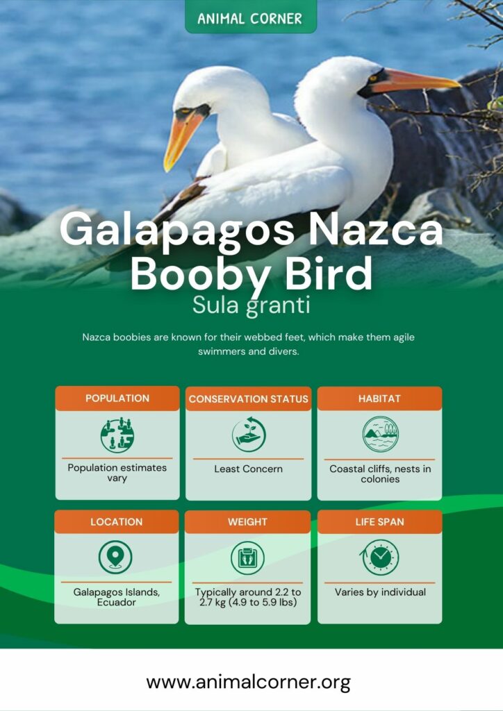 galapagos-nazca-booby-bird-2