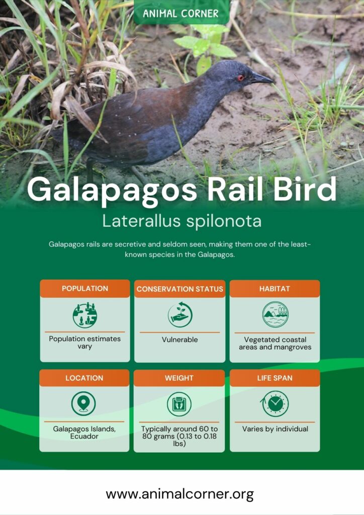 galapagos-rail-bird-3