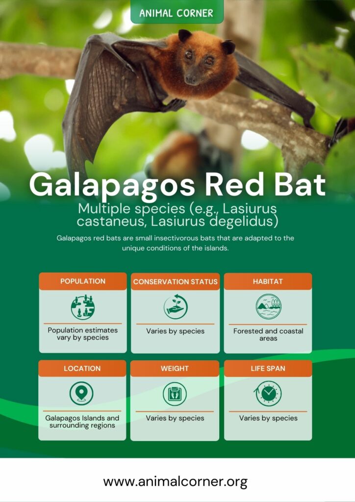 galapagos-red-bat-2