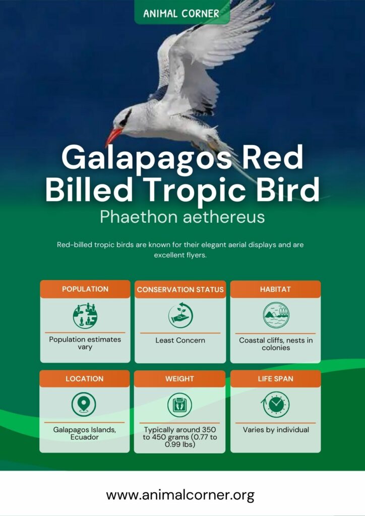 galapagos-red-billed-tropic-bird-2
