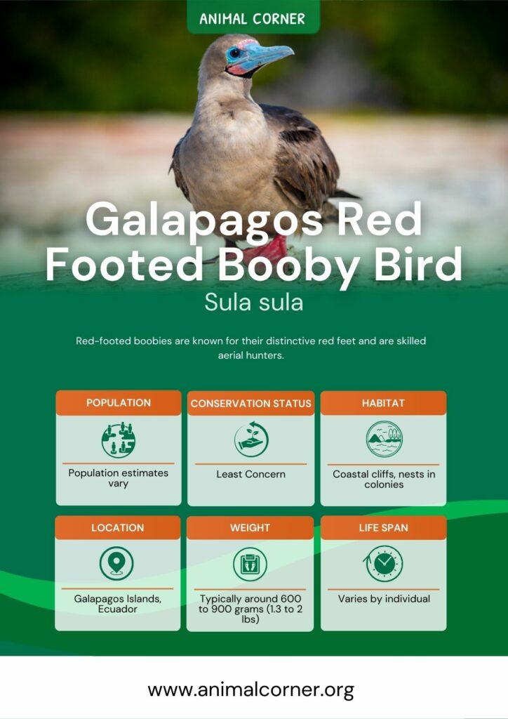 galapagos-red-footed-booby-bird-2