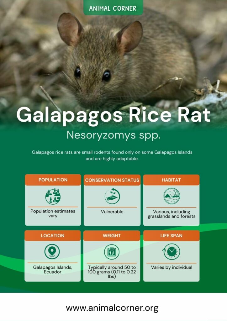 galapagos-rice-rat-3